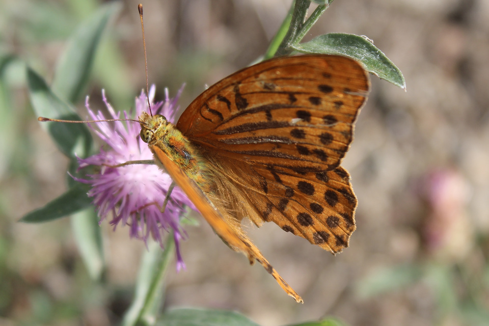 Argynnis paphia - nagy gyöngyházlepke