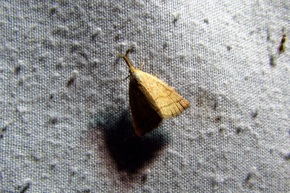Polypogon tentacularia - sötétaljú karcsúbagoly