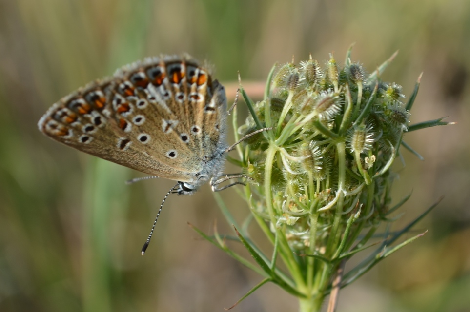 Polyommatus icarus - közönséges boglárka