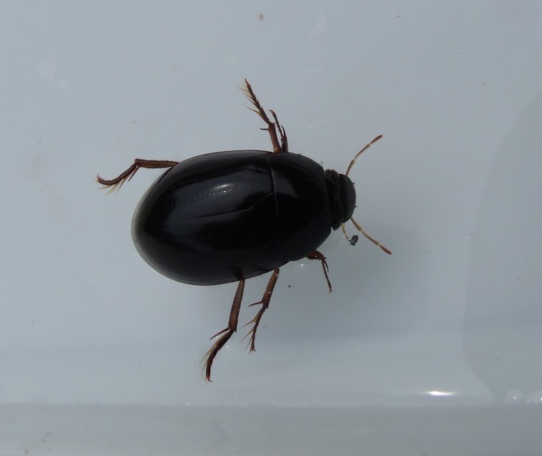 Hydrochara caraboides - kis csibor