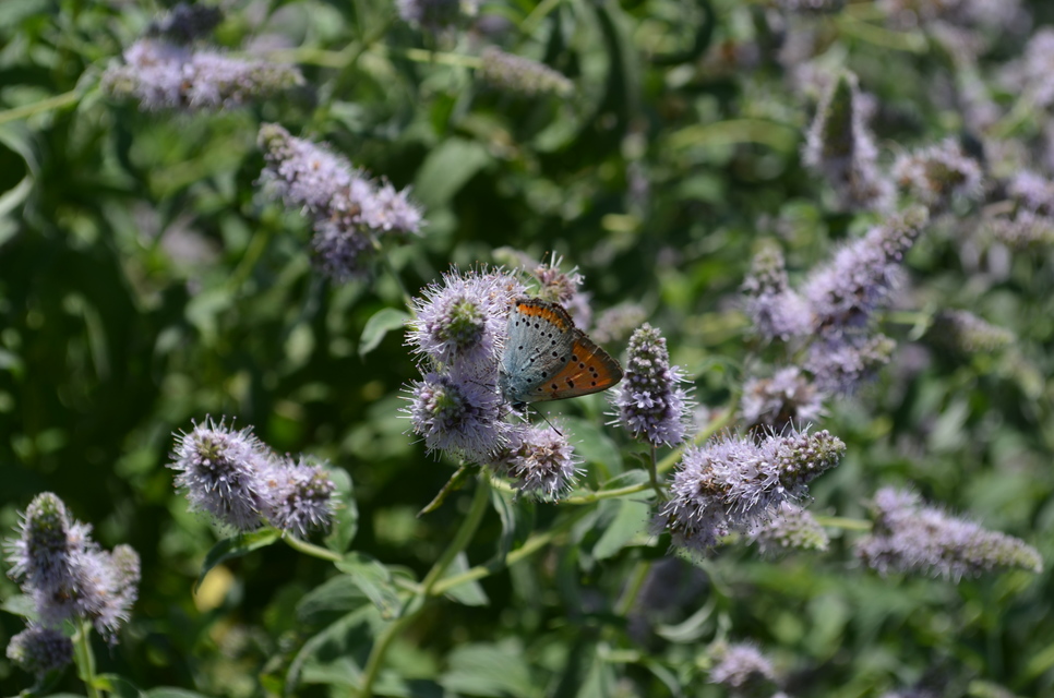 Lycaena dispar rutilus - nagy tűzlepke
