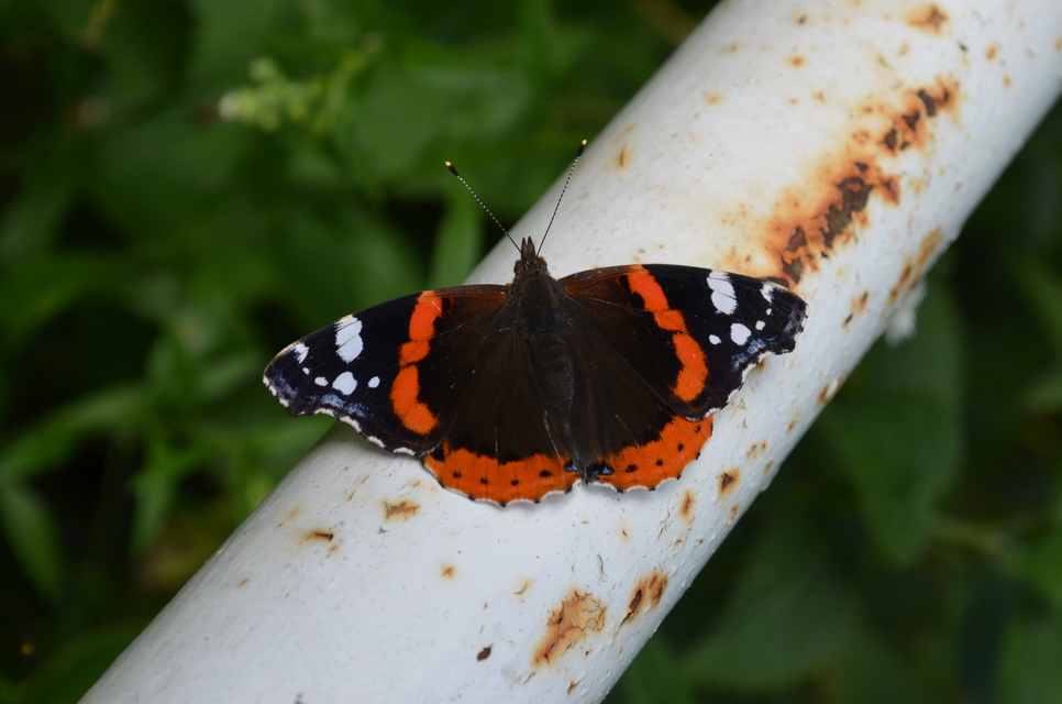 Vanessa atalanta - atalantalepke