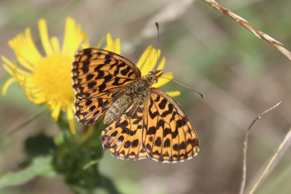 Boloria dia - kis gyöngyházlepke