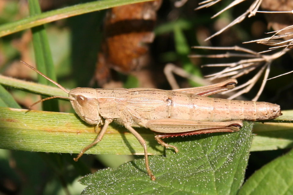 Chrysochraon dispar - aranyos sáska