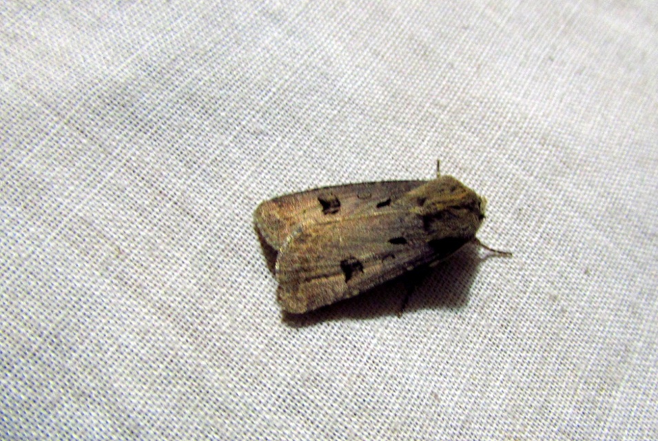 Agrotis exclamationis - felkiáltójeles földibagoly