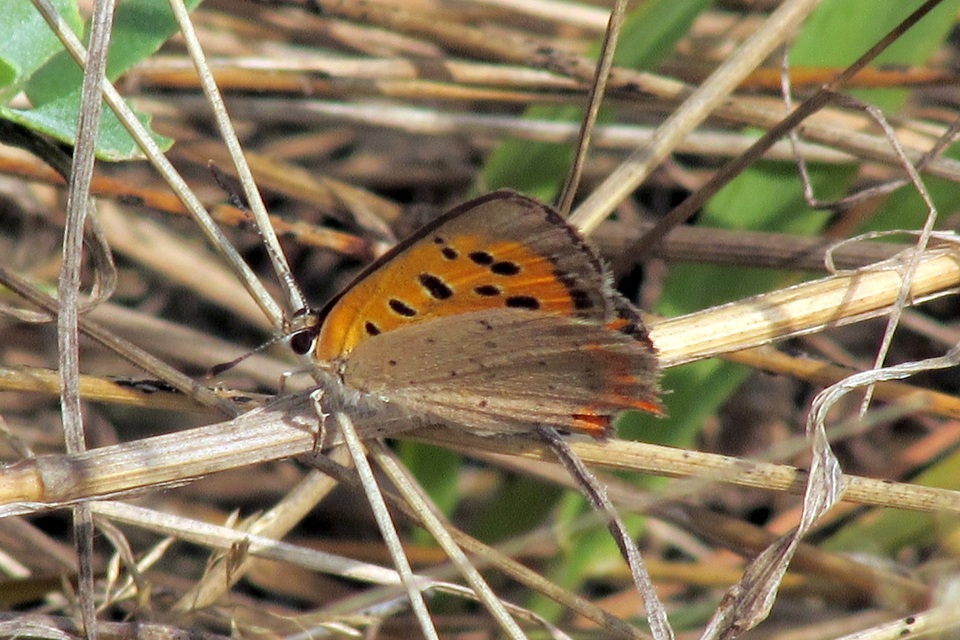 Lycaena phlaeas - közönséges tűzlepke