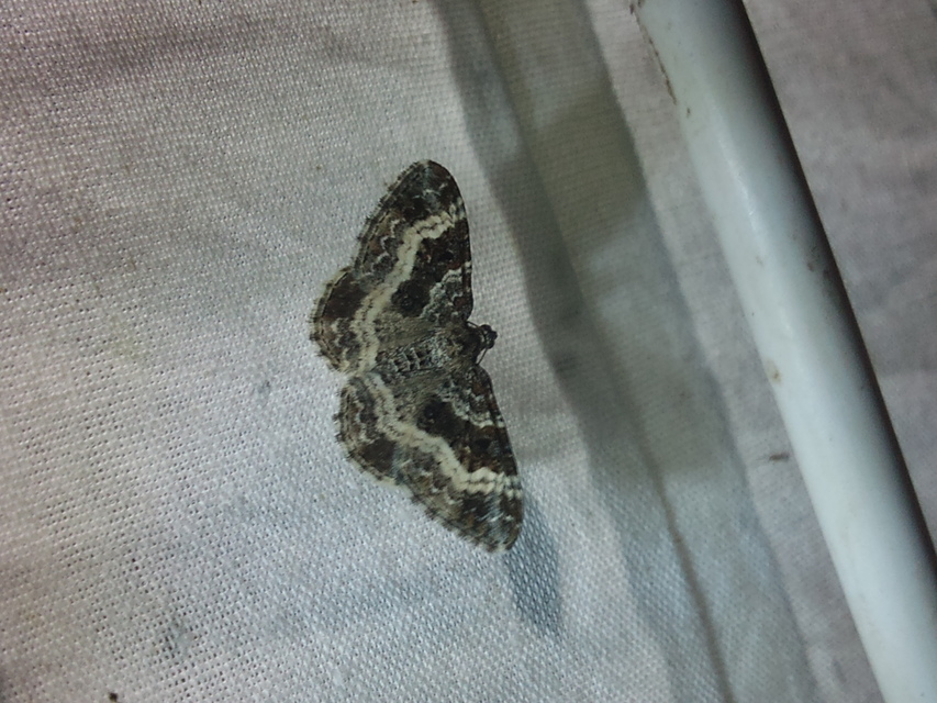 Epirrhoe alternata - galaj-tarkaaraszoló