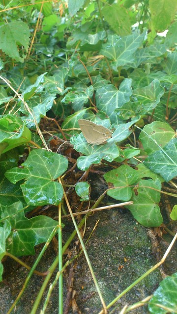 Neozephyrus quercus - tölgyfalepke