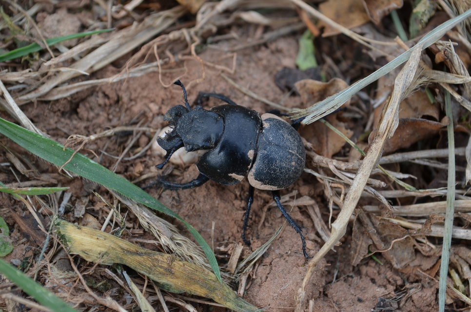Lethrus apterus - nagyfejű csajkó