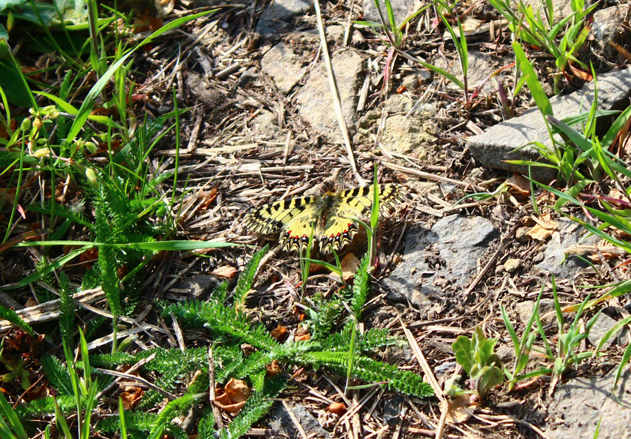 Zerynthia polyxena - farkasalmalepke