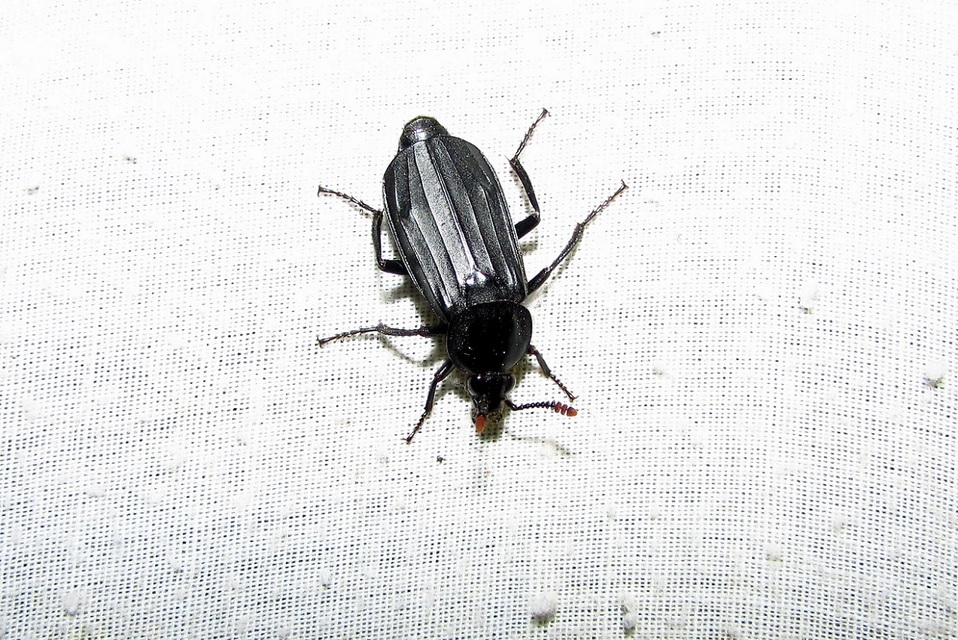 Necrodes littoralis - nagy dögbogár