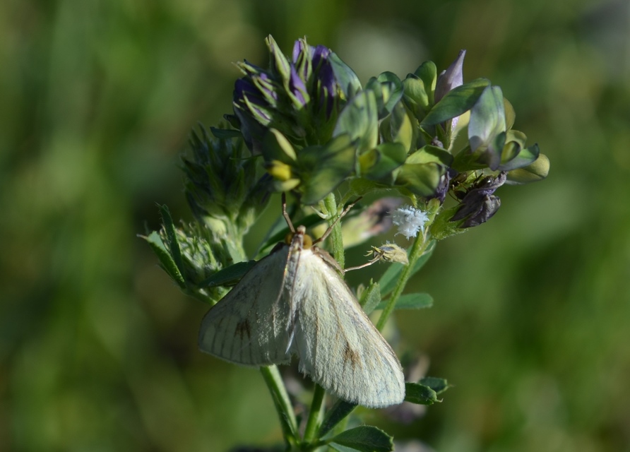 Sitochroa palealis - kénszárnyú dudvamoly