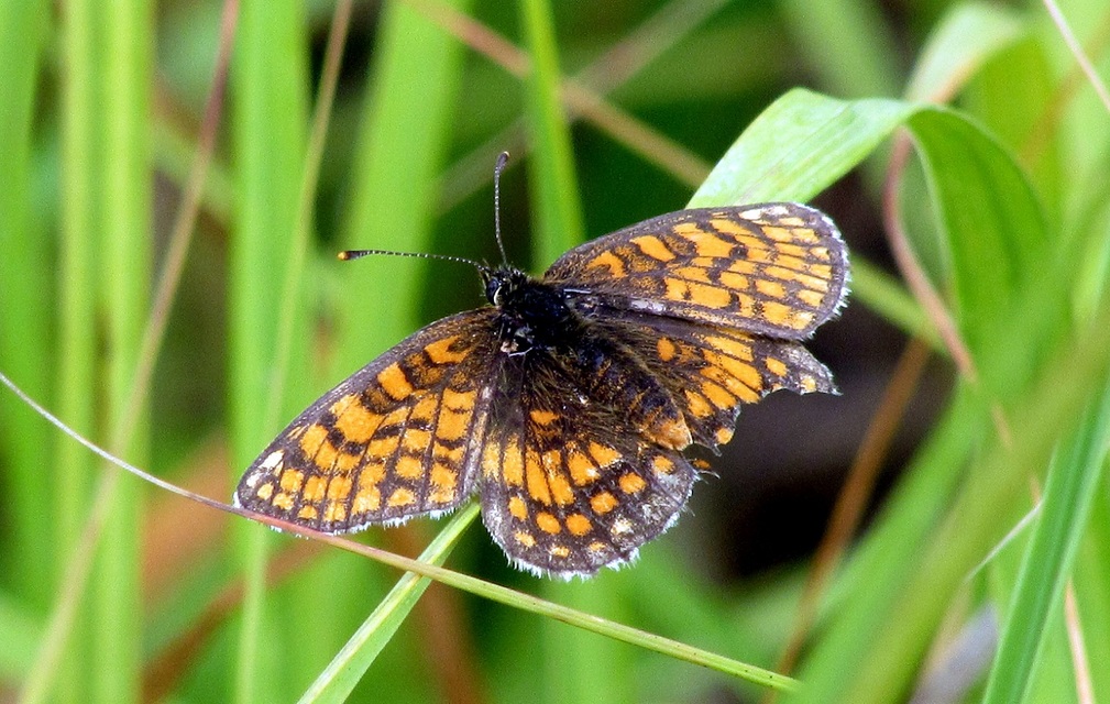 Melitaea athalia - közönséges tarkalepke