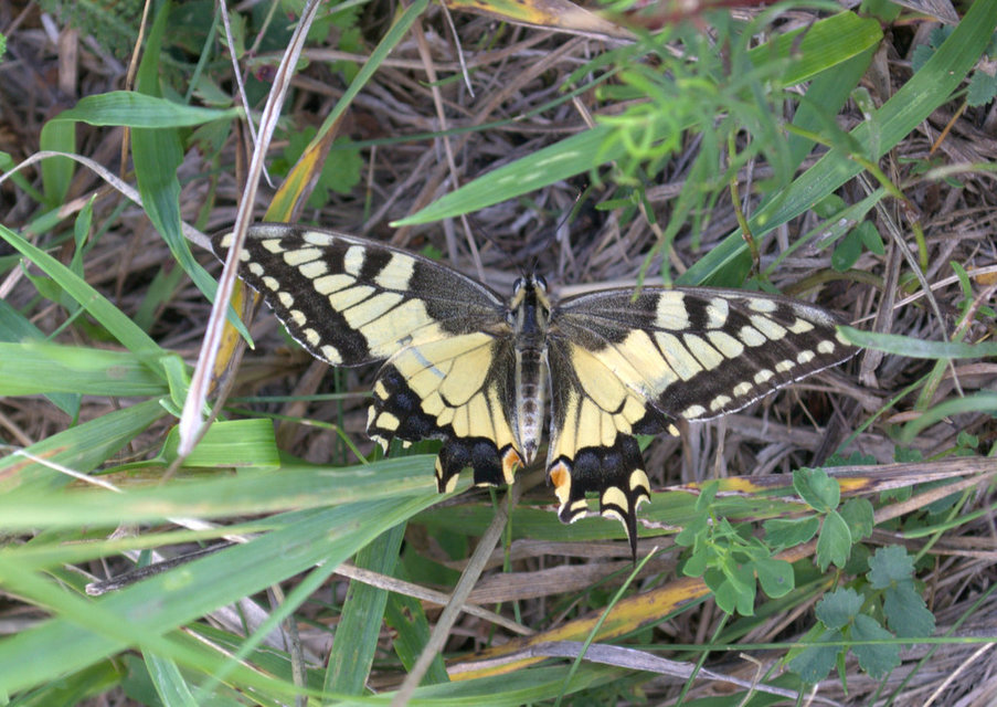 Papilio machaon - fecskefarkú lepke