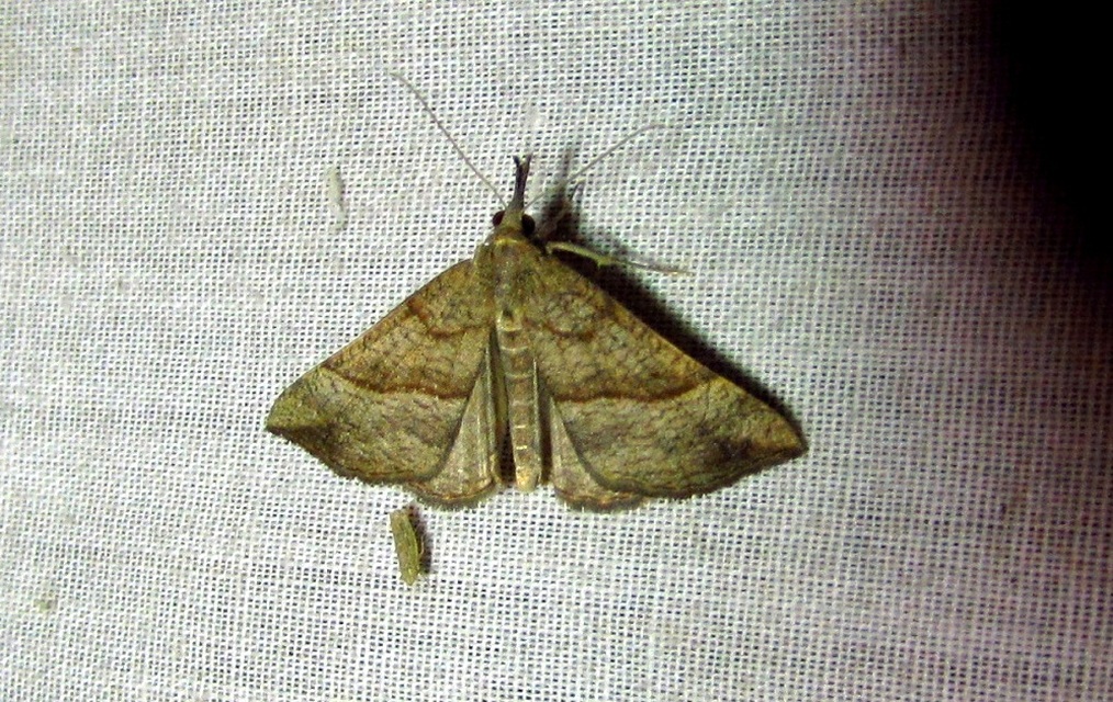 Hypena proboscidalis - ormányos karcsúbagoly