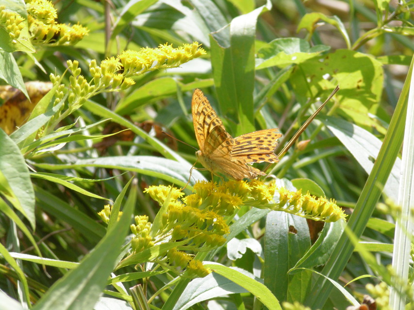 Argynnis paphia - nagy gyöngyházlepke