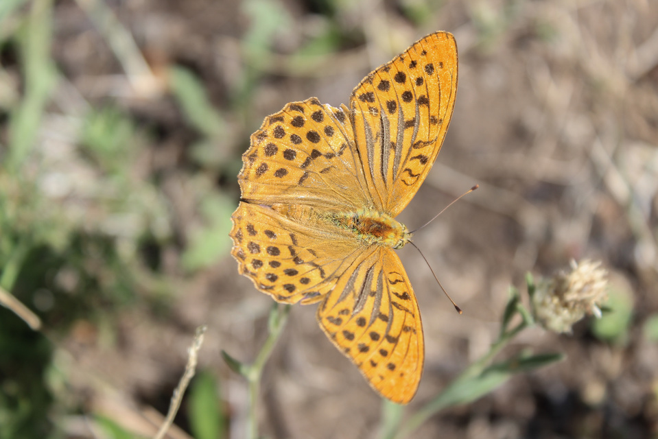 Argynnis paphia - nagy gyöngyházlepke