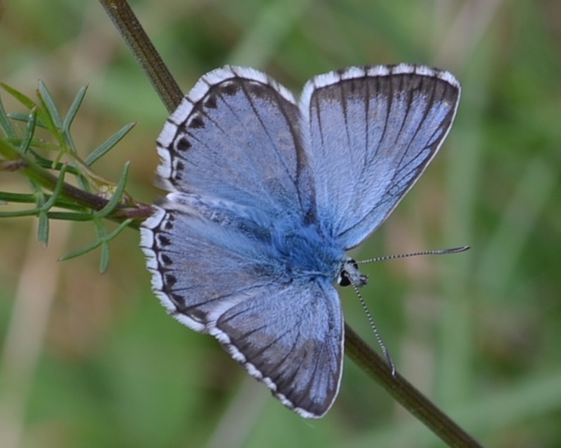 Polyommatus coridon - ezüstkék boglárka