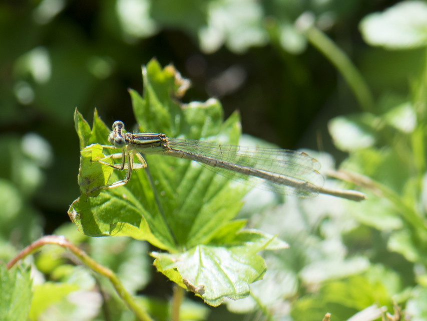 Platycnemis pennipes - széleslábú szitakötő