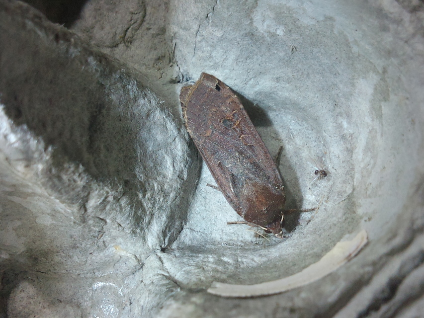 Noctua pronuba - nagy sárgafűbagoly