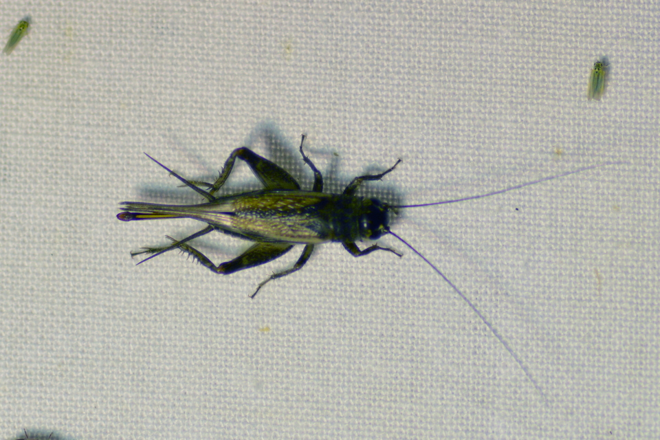 Eumodicogryllus bordigalensis - bordói tücsök