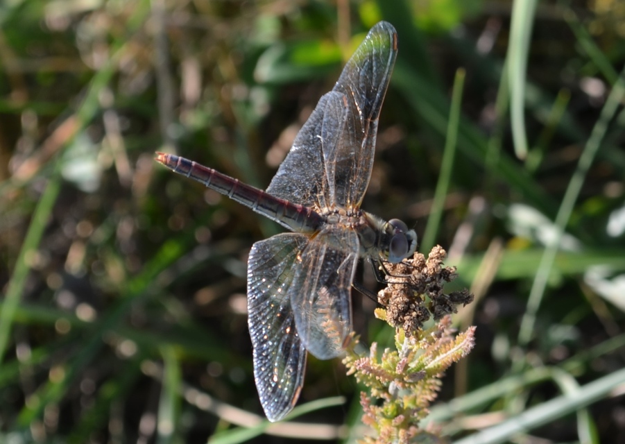 Sympetrum fonscolombii - vándor katona-szitakötő