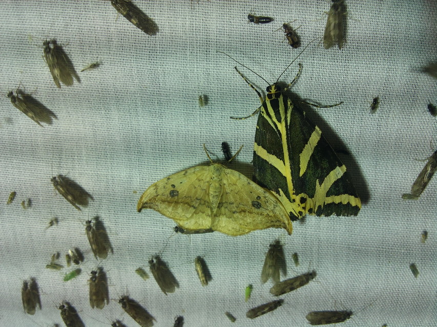 Euplagia quadripunctaria - csíkos medvelepke