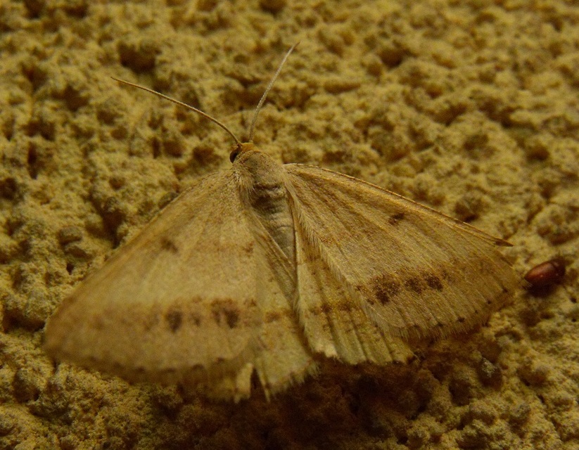 Tephrina arenacearia - lucerna-araszoló