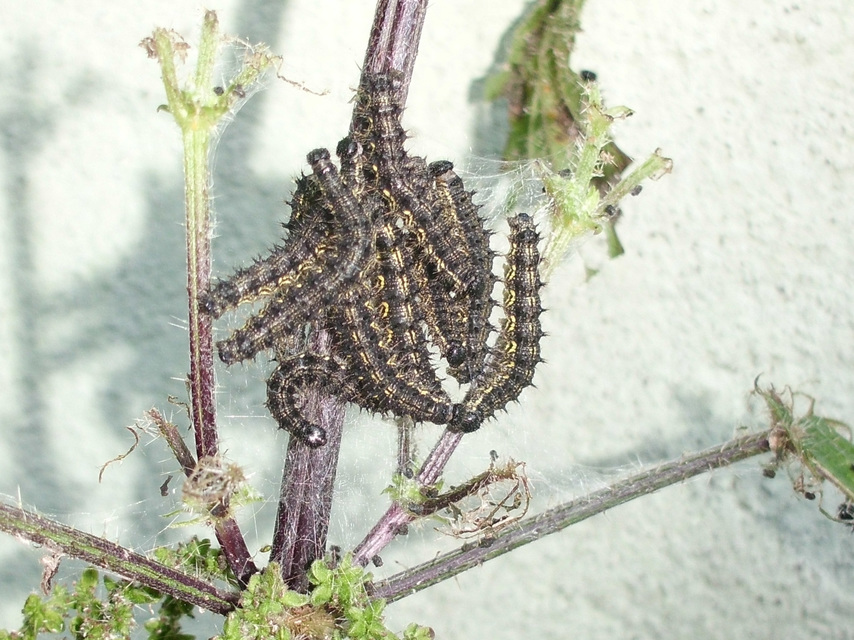 Nymphalis urticae - kis rókalepke