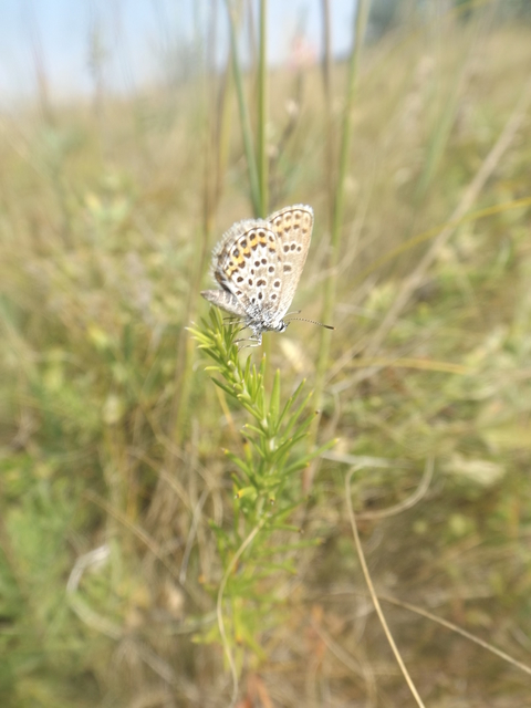 Plebejus argus - ezüstös boglárka