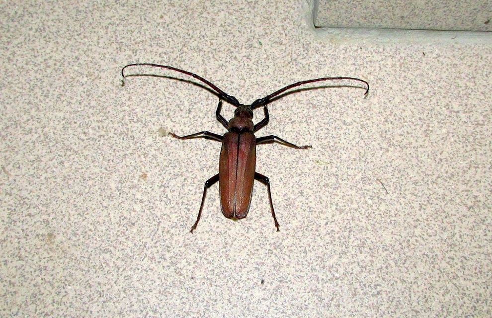 Aegosoma scabricorne - diófacincér
