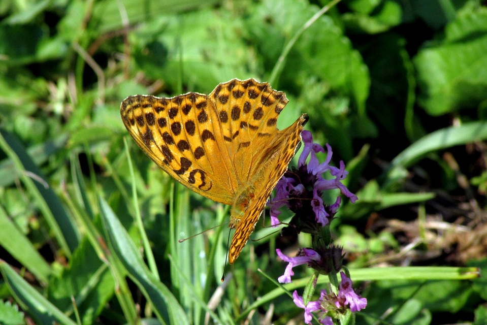 Argynnis paphia - nagy gyöngyházlepke