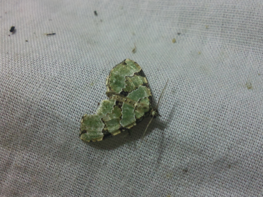 Colostygia pectinataria - zöld levélaraszoló