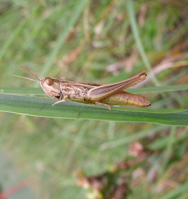 Euchorthippus declivus - rövidszárnyú rétisáska