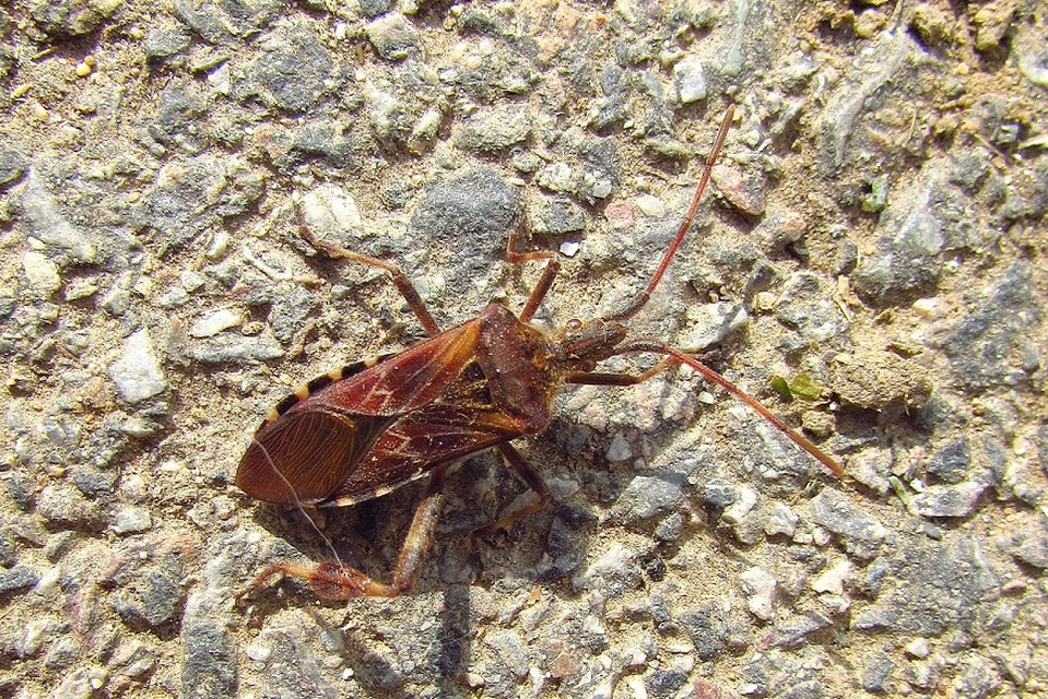 Leptoglossus occidentalis - nyugati levéllábú poloska