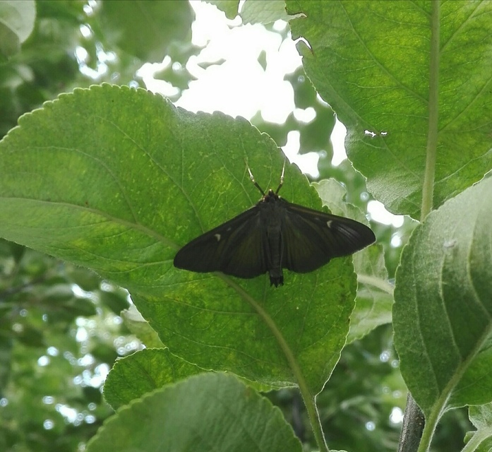 Cydalima perspectalis - puszpáng-tűzmoly