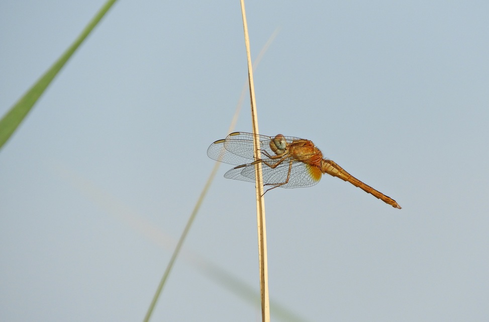 Crocothemis erythraea - skarlát szitakötő