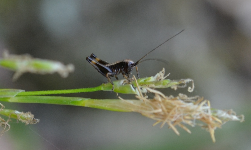 Pholidoptera griseoaptera - szürke avarszöcske