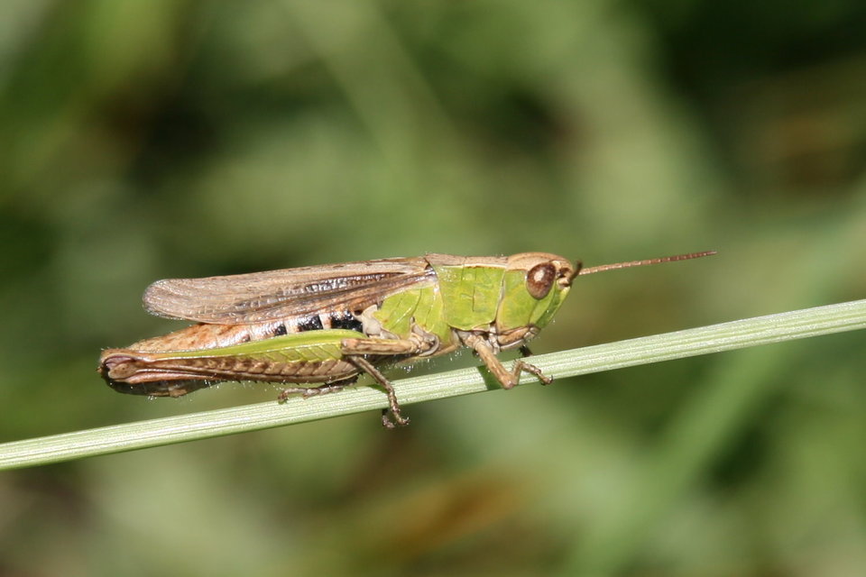 Chorthippus dorsatus - hátas rétisáska