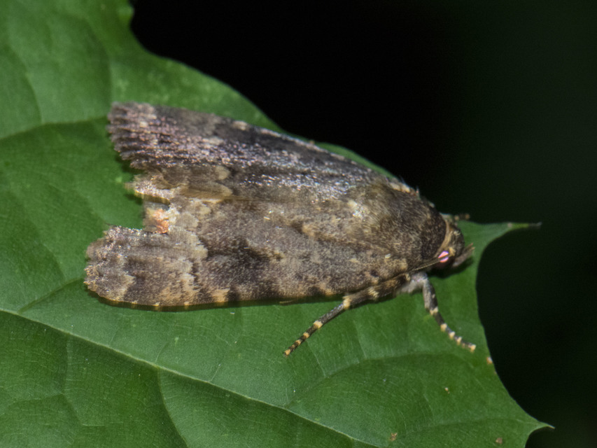 Amphipyra berbera/pyramidea