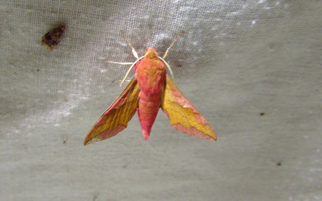 Deilephila porcellus - piros szender