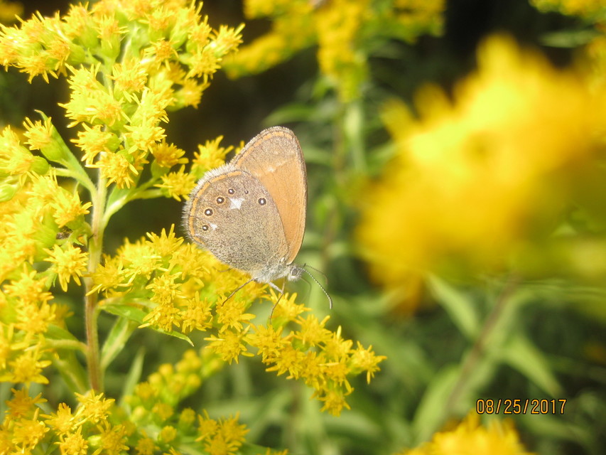 Coenonympha glycerion - közönséges szénalepke