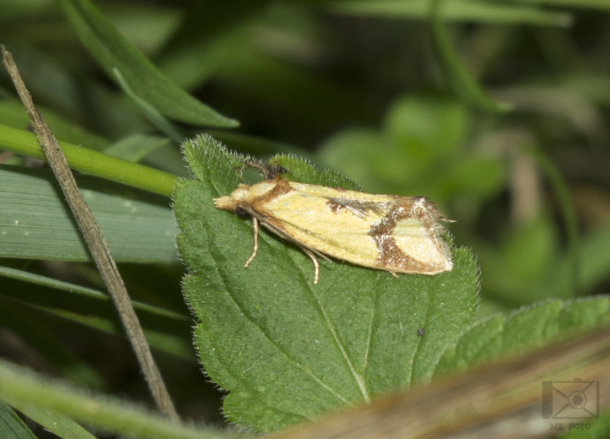 Agapeta zoegana - barnacsíkos sárgamoly