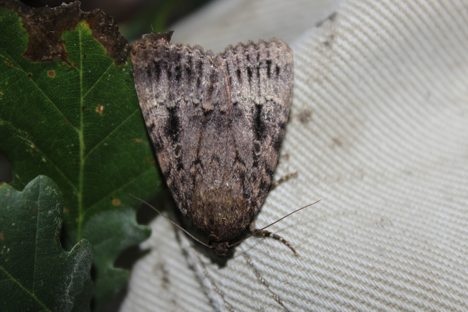 Amphipyra berbera/pyramidea