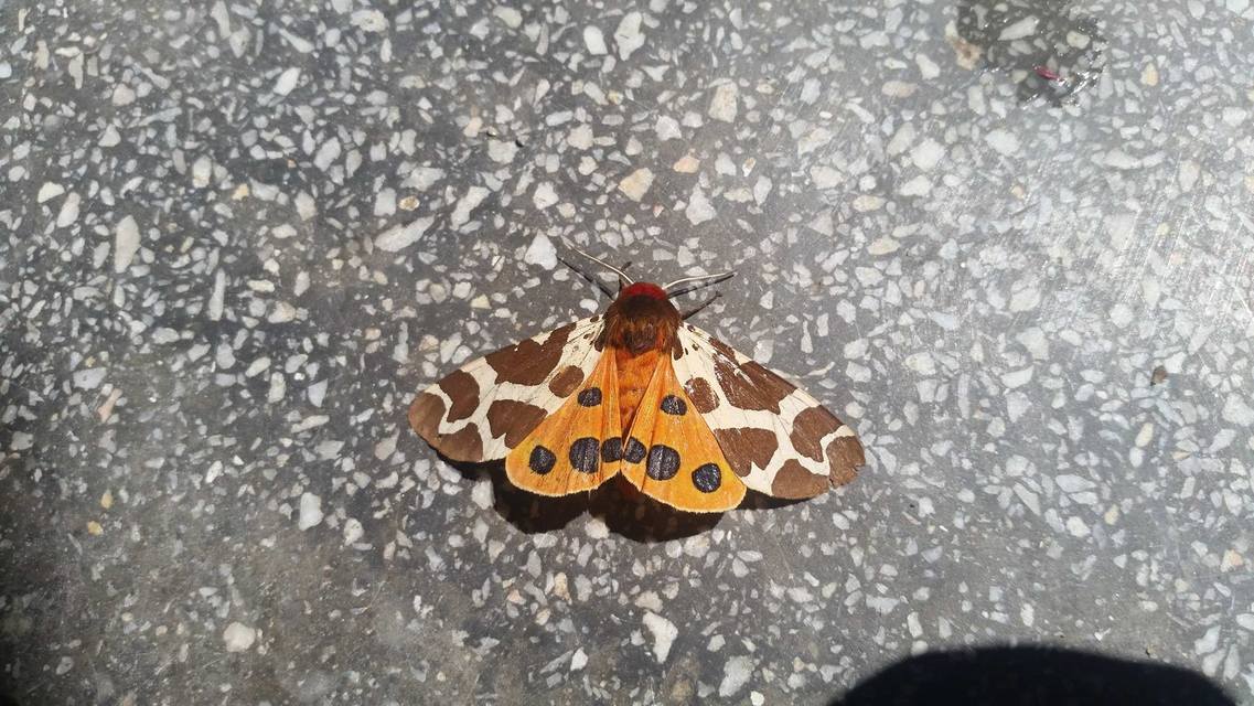 Arctia caja - közönséges medvelepke
