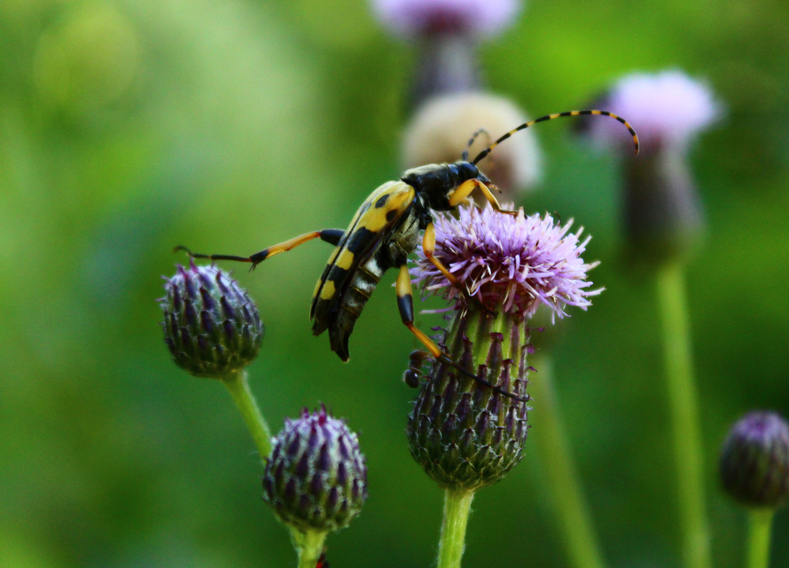Rutpela maculata - tarkacsápú karcsúcincér