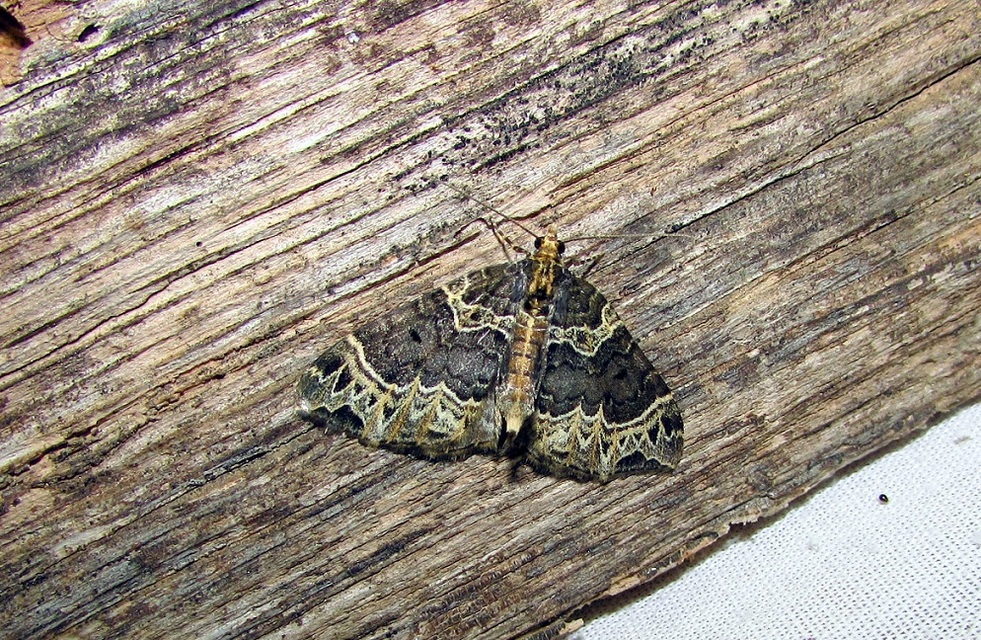 Ecliptopera silaceata - barna tarkaaraszoló
