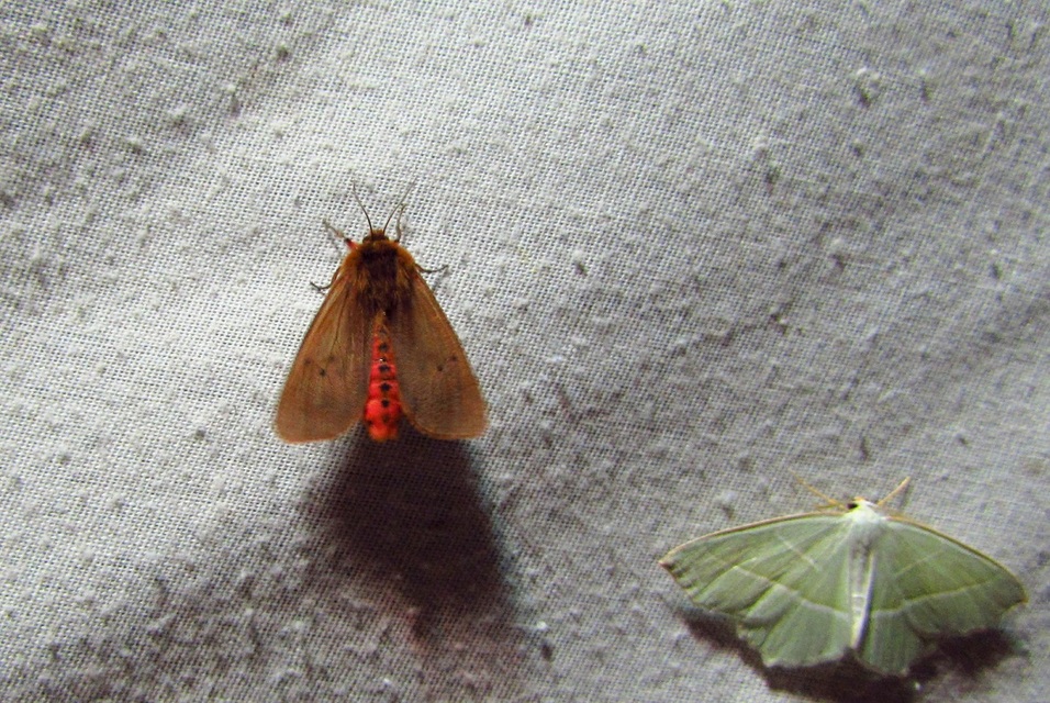 Phragmatobia fuliginosa - füstös medvelepke