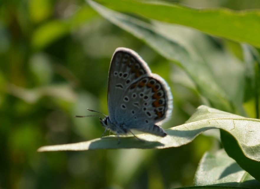 Plebejus argus - ezüstös boglárka