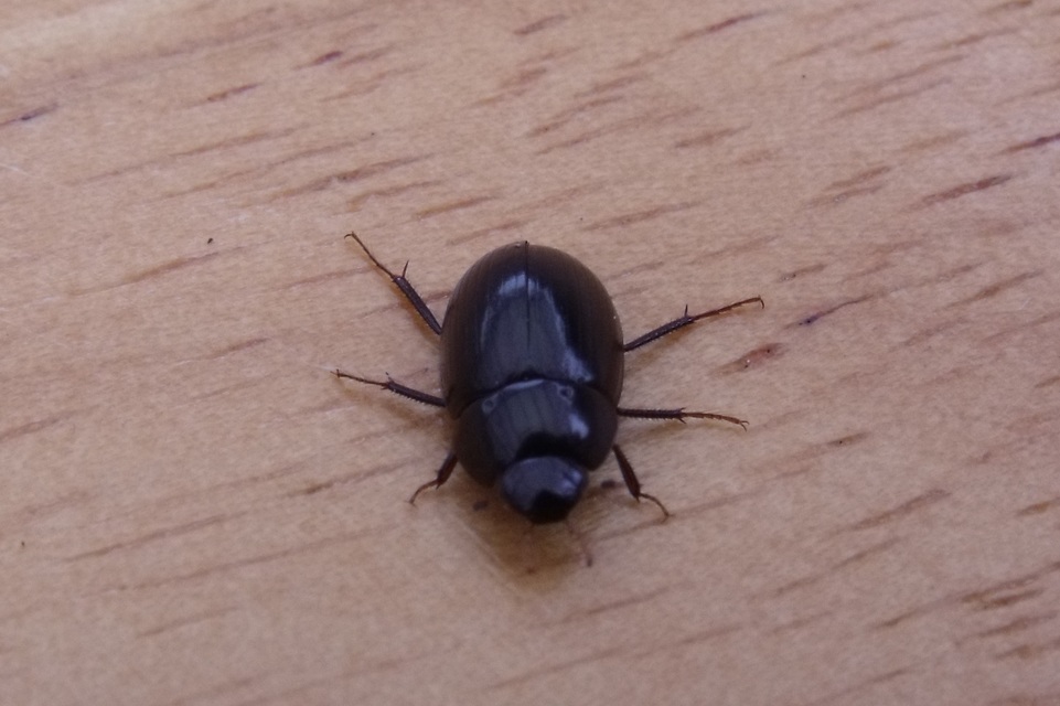 Hydrobius fuscipes - változékony csibor
